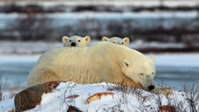 Kanada Eisbären Foto iStock sjkauffeld